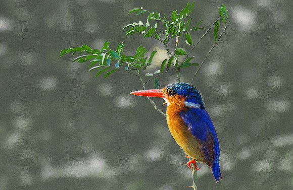 Malachite Kingfisher 050384