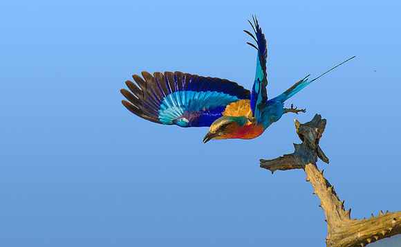Lilac-Breasted Roller 060685