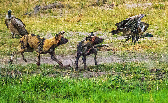 Wild Dogs chasing White-backed Vulture 201500