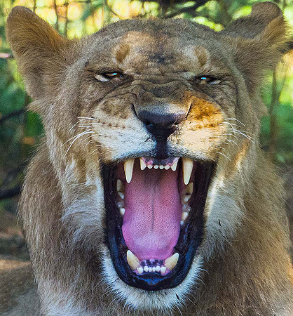 Lion 160859