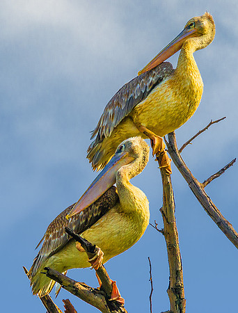 African Pelican222140