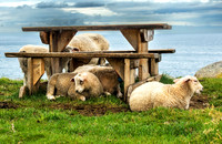 Eggum, Lofoten 04266