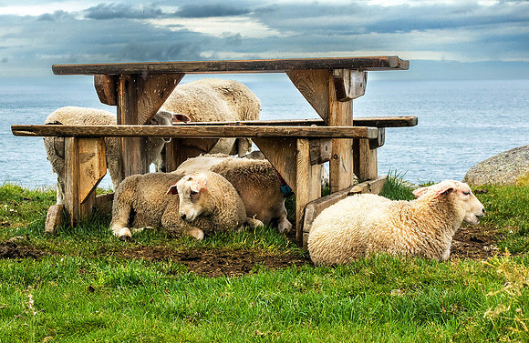 Eggum, Lofoten 04266