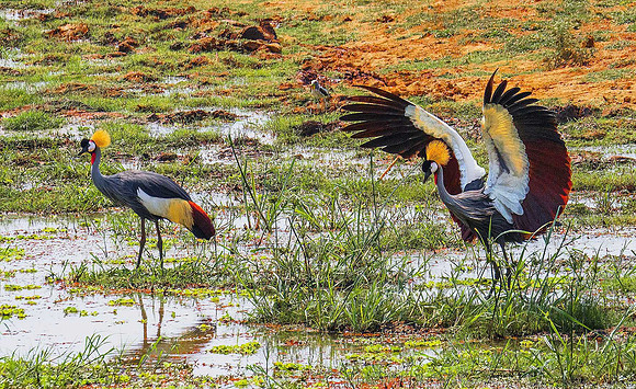 Grey Crowned Crane 050254