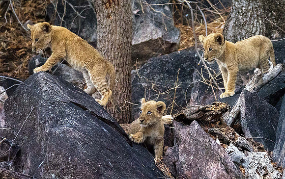 Lion  Cubs 171101