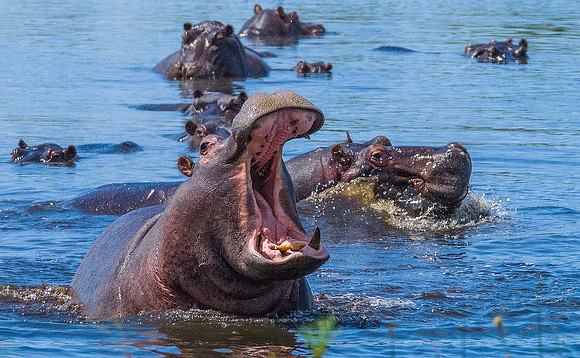 Hippos 232404