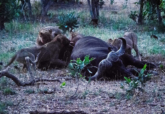 Lion Kill 201763