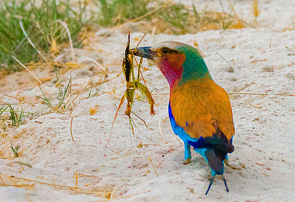 Lilac-Breasted Roller222285