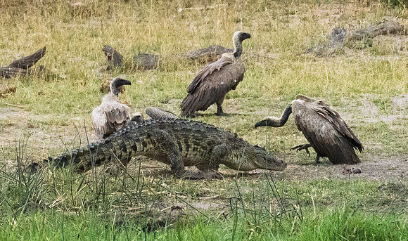 Nile Crocodile 201549
