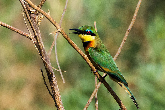 Little Bee-eater 211947
