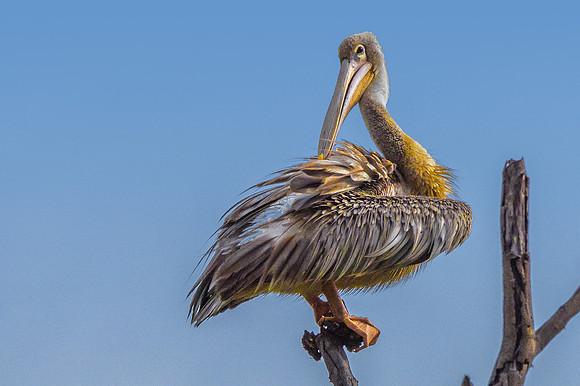 African Pelican 222141