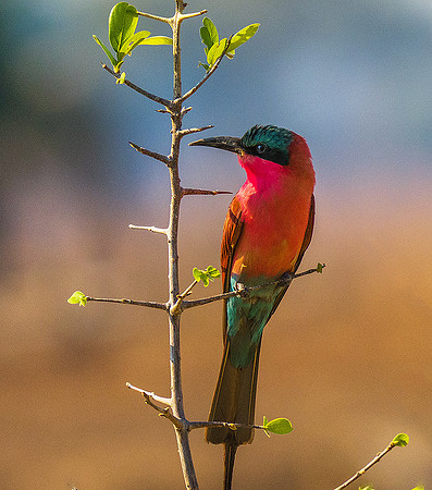 Southern Carmine Bee-eater 060620