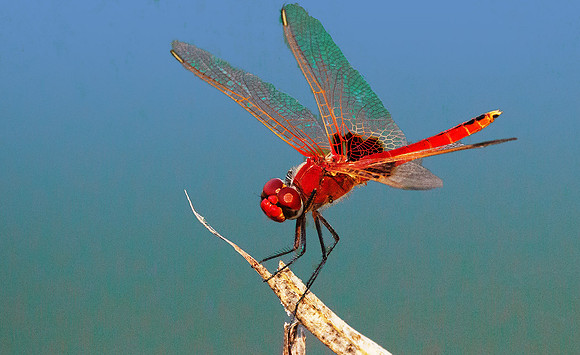 African Red Dragonfly 100248