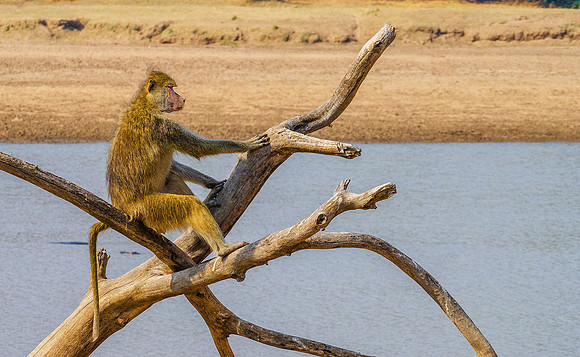 Chacma Baboon040154