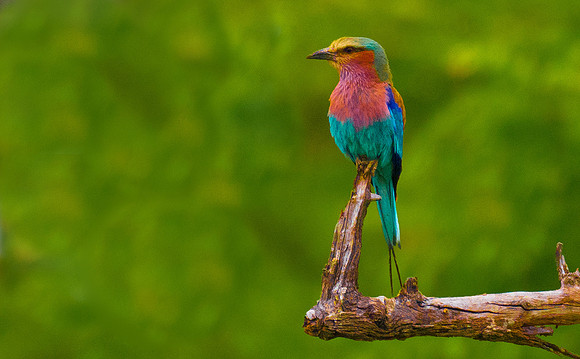 Lilac-Breasted Roller 191267