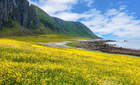 Eggum, Lofoten 04239