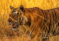 Bengal Tiger 8634