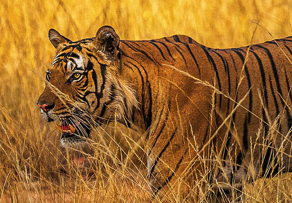 Bengal Tiger 8634