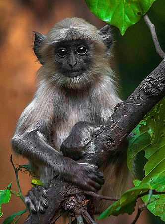 Gray Langur Monkey 8409
