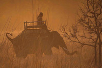 Bandhavgarh National Park 8282