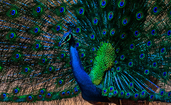 Peacock 8101