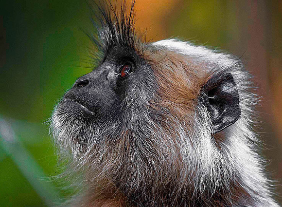 Gray Langur Monkey 8347m