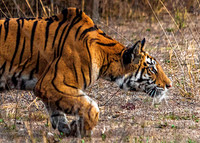 Bengal Tiger stalking Spotted Deer 8605