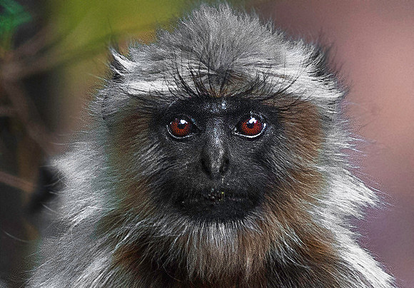 Gray Langur Monkey 8371m