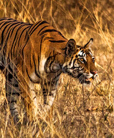 Bengal Tiger stalking Spotted Deer 8595