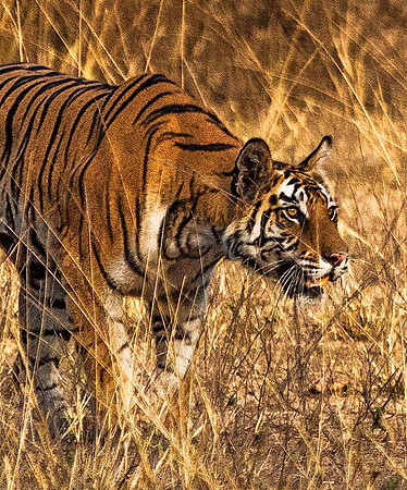 Bengal Tiger stalking Spotted Deer 8595