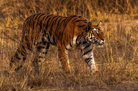 Bengal Tiger 8596