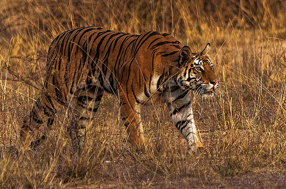 Bengal Tiger 8596