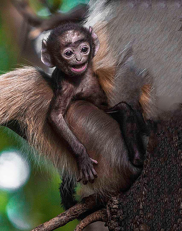 Gray Langur Monkey with baby 8402