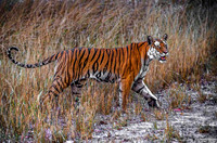Bengal Tiger 8312