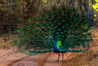 Peacock 8104