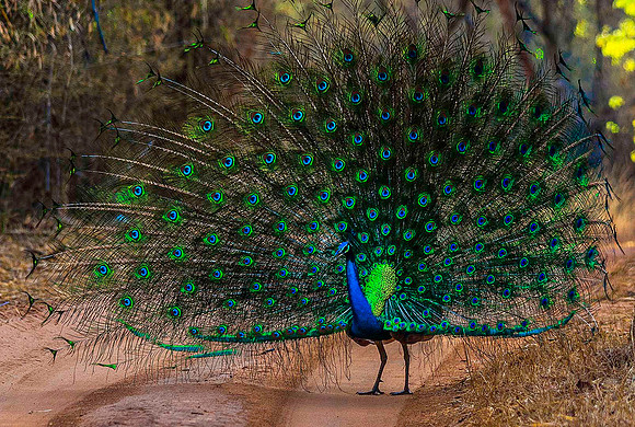 Peacock 8104