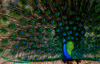 Peacock 8100