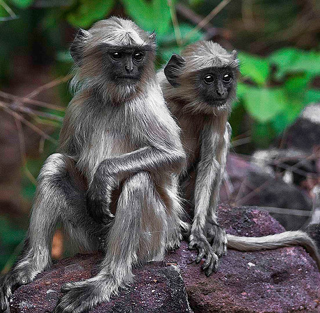 Gray Langur Monkeys 8338