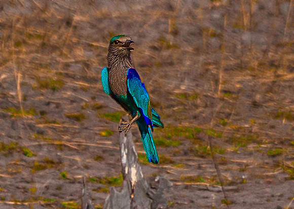 Indian Roller 8456