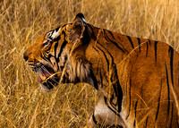 Bengal Tiger 8645