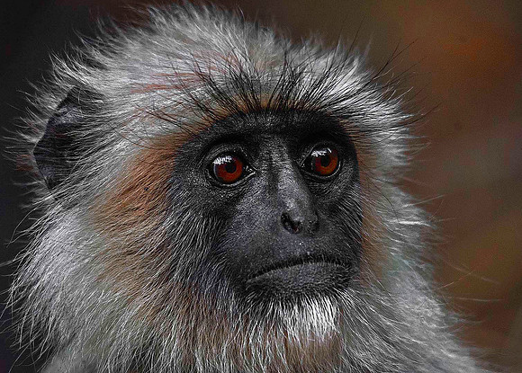 Gray Langur Monkey 8349