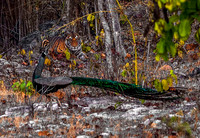 Peacock and Bengal Tiger 8495