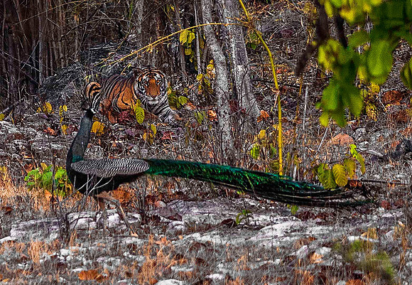 Peacock and Bengal Tiger 8495
