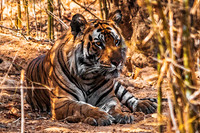 Bengal Tiger 8242