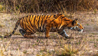 Bengal Tiger stalking Spotted Deer 8604