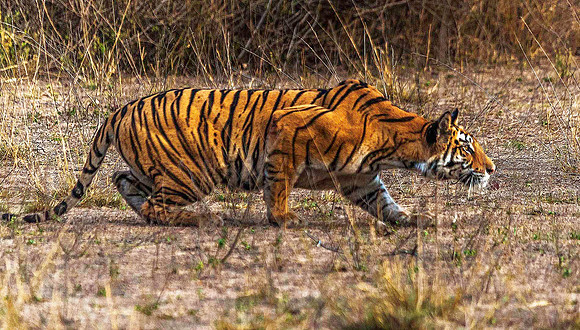 Bengal Tiger stalking Spotted Deer 8604