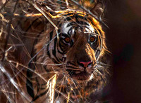 Bengal Tiger 8302
