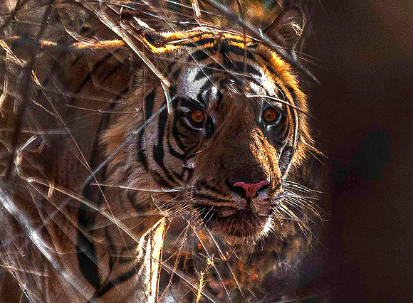 Bengal Tiger 8302