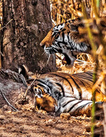 Bengal Tigerx 8205