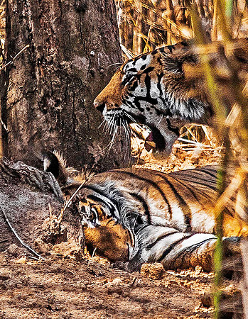 Bengal Tigerx 8205